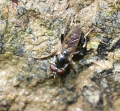 Chalcosyrphus