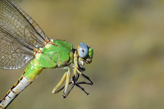 Erpetogomphus crotalinus