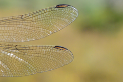 Erpetogomphus crotalinus