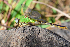 Erpetogomphus crotalinus
