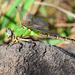 Yellow-legged Ringtail - Photo (c) Ricardo Arredondo T., some rights reserved (CC BY-NC), uploaded by Ricardo Arredondo T.