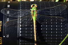 Erpetogomphus crotalinus