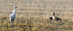 Branta hutchinsii leucopareia