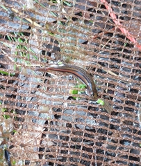Dwarf Galaxias photo 4