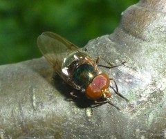 Copestylum vesicularium