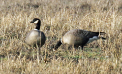 Branta hutchinsii leucopareia