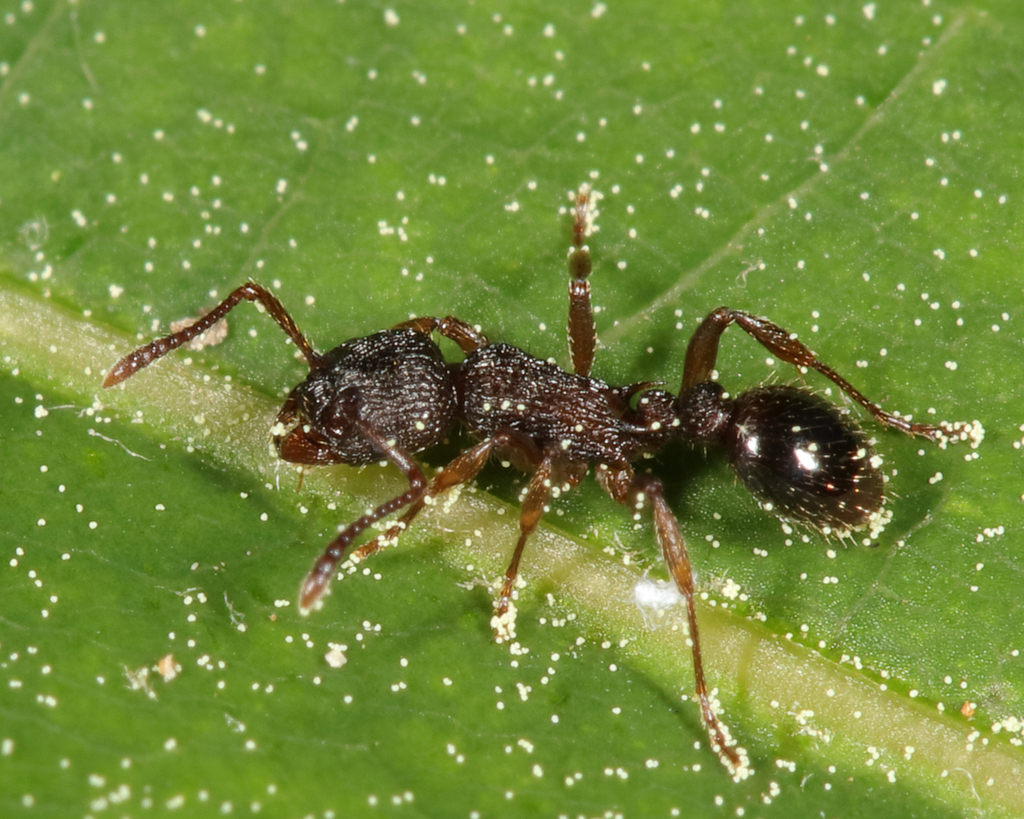 Furrowed Ants from Groton, MA, USA on June 7, 2023 at 01:07 PM by Tom ...