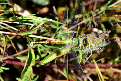 Erpetogomphus crotalinus