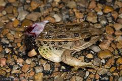 Lithobates sphenocephalus utricularius