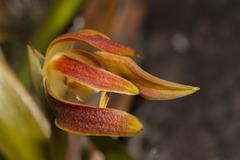 Maxillaria quelchii