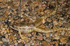 Lithobates sphenocephalus utricularius