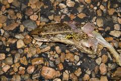 Lithobates sphenocephalus utricularius