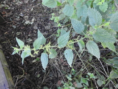 Urtica dioica
