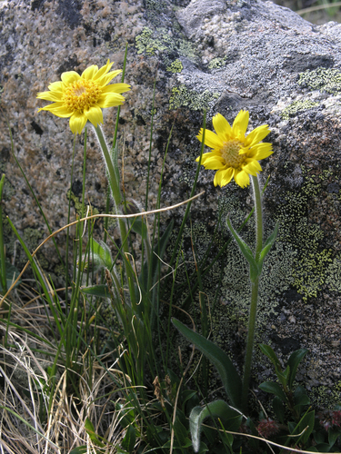 Narrowleaf arnica (Arnica angustifolia)