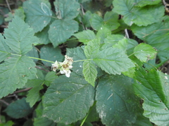 Rubus