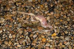 Lithobates sphenocephalus utricularius
