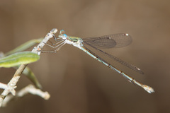 Lestes sigma