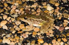 Lithobates sphenocephalus utricularius
