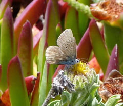 Icaricia icarioides parapheres