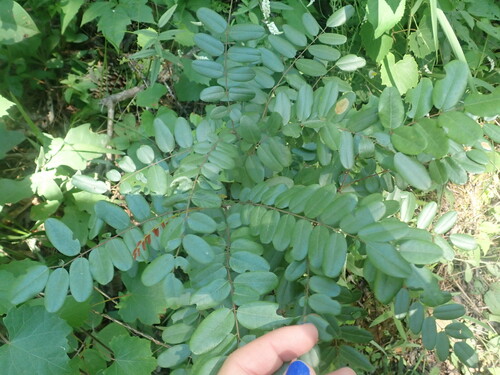 Amorpha glabra, 2023-05-29
