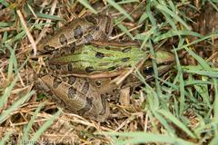Lithobates sphenocephalus utricularius
