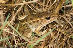 Lithobates sphenocephalus utricularius