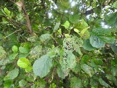 Alnus glutinosa