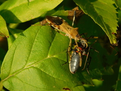 Zelus janus