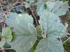 Stigmella splendidissimella