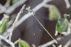 Lestes sigma