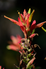 Castilleja tenuiflora