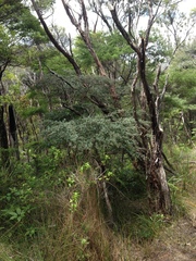 Kunzea robusta x k sinclairii