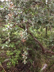 Kunzea robusta x k sinclairii