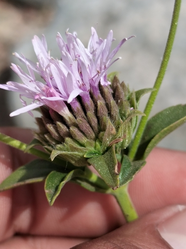 Image of Monardella stoneana by no rights reserved