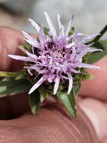 Image of Monardella stoneana by no rights reserved