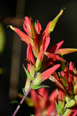 Castilleja tenuiflora