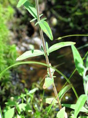 Epilobium strictum