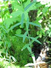 Epilobium strictum