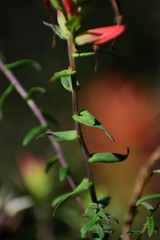 Castilleja tenuiflora