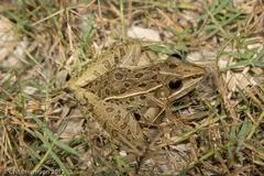 Lithobates sphenocephalus utricularius