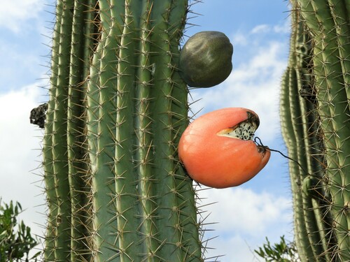 Cereus hildmannianus