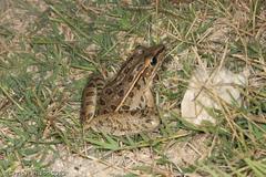 Lithobates sphenocephalus utricularius
