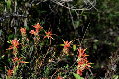 Castilleja tenuiflora