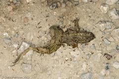 Lithobates sphenocephalus utricularius