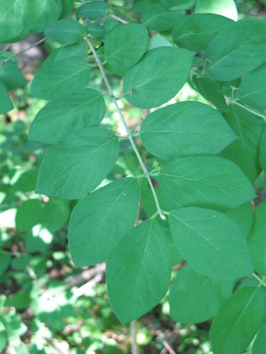 Lonicera X xylosteoides