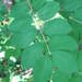 Lonicera × xylosteoides - Photo (c) Sean Blaney,  זכויות יוצרים חלקיות (CC BY-NC), הועלה על ידי Sean Blaney