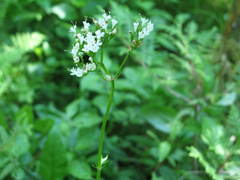 Valeriana uliginosa