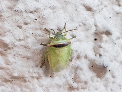 Piezodorus guildinii