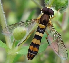 Sphaerophoria philanthus