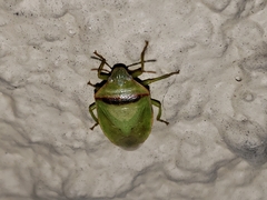 Piezodorus guildinii